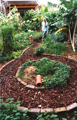 garden-monterey Home garden as polyculture. Annual and perennial vegetables grow with fruit trees and vines. Fiona Campbell and Russ Grayson's one-time garden in Sydney.