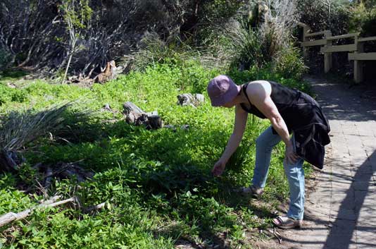 A woman searches for seed from wild New Zealand spinach. The edible creeper occurs as a wild harvest adjacent to beaches and is planted in bush regeneration and landscaping works.