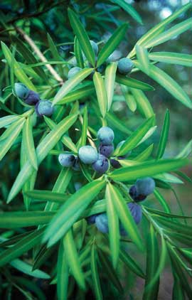 The Illawarra Plum in an indigenous bush food sometimes planted in parks and as a street tree. The purple fruit are edible.