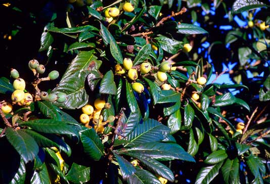 The subtropical fruit loquat is found in private gardens from where it overhangs the footpath, making it available to urban gleaners. 
