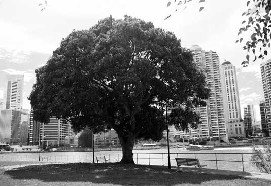 Urban fruit ready for the picking. A mango tree in a park at Kangaroo Point, Brisbane. 