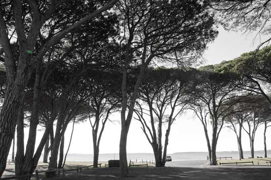 San Souci's pine nut trees are an accidental planting on the shores of Botany Bay.