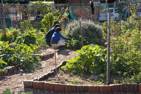 Randwck Organic Community Garden is larger than the inner-city gardens and is designed as concentric circles of gardens radiating from a central herb garden
