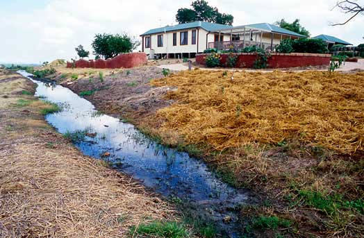 swale1 The swale, or infiltration trench, at Fairfield City Farm in south-western Sydney details and infiltrates rainwater running downslope.