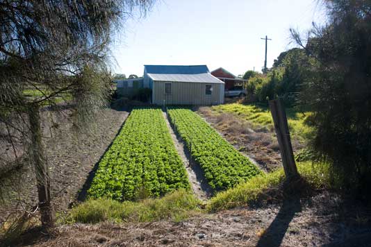 Urban market garden, Rockdale