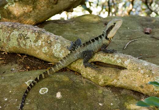 animal-dragon Manly water dragon
