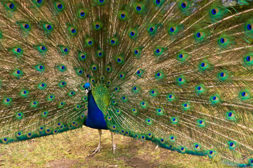 animal-peacock One of First Basin's voracious, forever-hungry peacocks