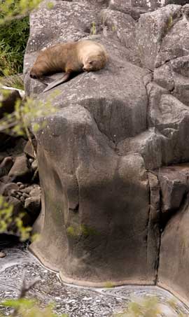 animal-seal1 animal-seal1