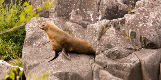 animal-seal2 A seal suns itself on the rocks in The Gorge, Launceston