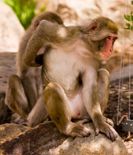 animals-snow_monkeys Launceston City Council is probably the only local government in Australia to keep monkeys