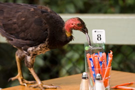 animals-turkey2 Scrub turkey helpsm itself to sugar at Sea acres cafe, Port Macquarie