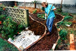 mont-spreading_compost Spreading compost over a thick weed barrier of newspaper. The biointensive method was tried on this part of the garden. 25mm of compost was spread over the surface and incorporated into the soil profile by double digging.