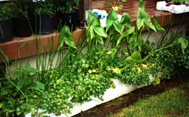 mont-water_garden An edible water garden was made in salvaged foam vegetable boxes. These were later replaced by a salvaged fibreglass planter. Growing are water chestnut, water celery, duck potato and arrowhead.