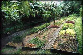 A vegetable garden above the chook pen on the edge of Byron Bay