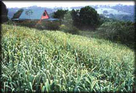 The strap leaves of a crop of Russian garlic grow above the farmhouse on the hilltop high above the coast