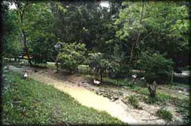 On the edge of Byron Bay, swales have been cut into a steep slope to infltrate water into the soil for the fruit trees growing along them