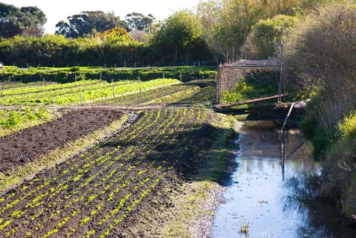 Urban agriculture in the suburbs — a market garden in Rockdale, Sydney, produced Asian vegetables for the local market.