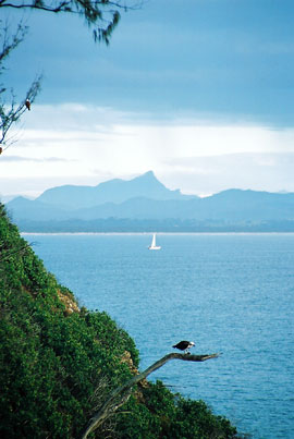 byron-bird&mountain An iIconic image of the the far north coast of NSW — Mt Warning on the horizon, the bay and a sea eagle.