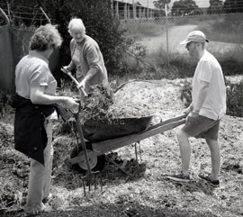 Kelah Lam forks stable sweepings into a wheelbarrow to use as garden mulch.