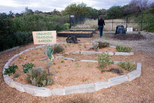 The new garden beds are situated behind the keyhole bed, which will be palnted to perennial vegetable sand herbs.