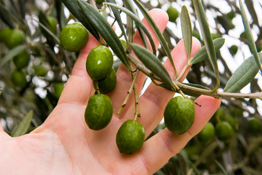 pe-olives Olives that threatened passers-by with a CLUNK! on the head.