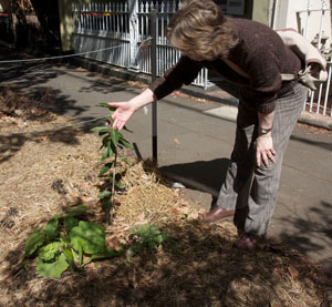Chippendale1 A visitor to the Myrtle Street verge gardens in Chippendale inspects a young citrus tree.