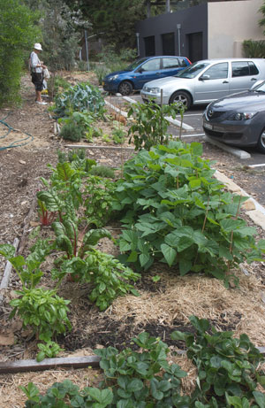 Clovelly1 guerrilla garden on the verge between a car park and a revegetated bushland slope at Clovelly Beach, Sydney. The garden is off the walkway and is well maintained by local people.