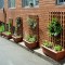 A verge container garden occupies the narrow ledge of a lane in Darlinghurst in a community project facilittaed by City of Sydney. Vegetables are planted in the plastic containers and citrus and olive trees are espaliered along a trellis attached to the wall of the building.