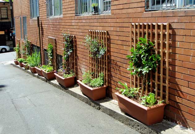 Darlinghurst A verge container garden occupies the narrow ledge of a lane in Darlinghurst in a community project facilittaed by City of Sydney. Vegetables are planted in the plastic containers and citrus and olive trees are espaliered along a trellis attached to the wall of the building.