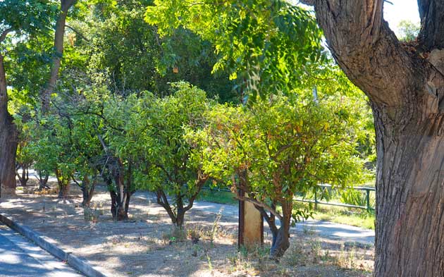 Glandore In Glandore, Adelaide, a verge orchard of citrus has been planted between tall, mature eucalypts.
