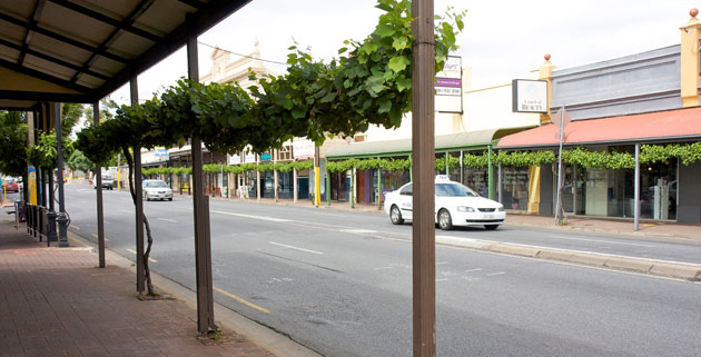 Grapevine This is how they do verge gardens in Goodwood, Adelaide. A grape vine is planted into the footpath and trained along a wire below the awnings.