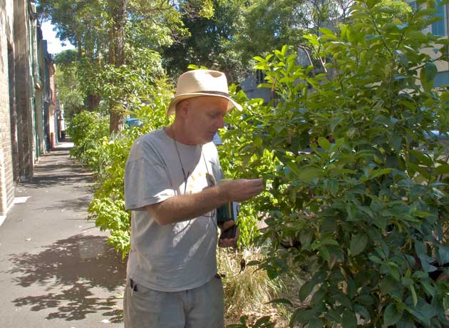 MM Local resident, Micheal Mobbs, inspects a citrus tree growing in the street verge garden in Chippendale.