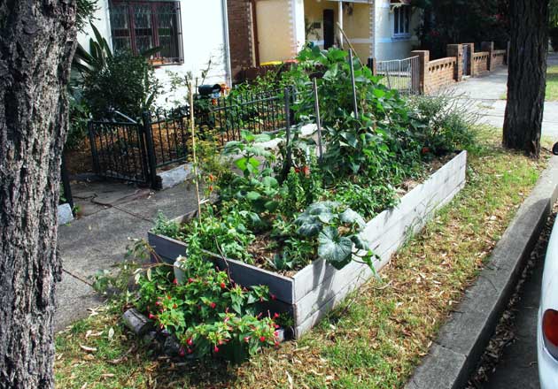 M'ville1 The Marrickville raised verge garden showing the offset from the footpath to the streetside edge of the garden and space left at either end of the bed for access to the street.