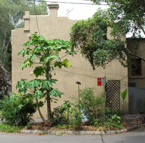 Myrtle2 A road end blister planted to a fruiting pawpaw and fruiting shrubs in Myrtle Street, Chippendale.