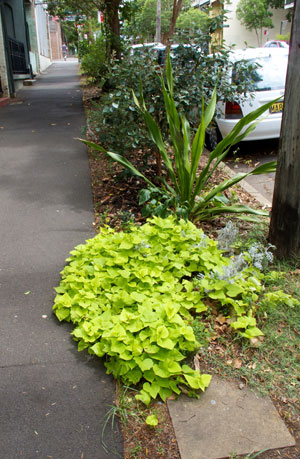 Myrtle3 The bright green of sweet potato in the Myrtle Street verge gardens.