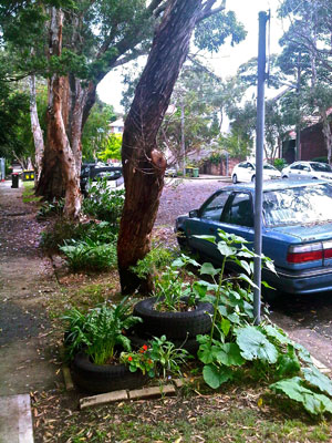 Redfern1 Council tree managers do not like people making raised gardens around the trunks of street trees because of the risk of weakening the trunk with disease invasion.