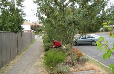Verge-Victoria Fruit trees and vegetables thrive n this street verge garden in a rural Victorian town.