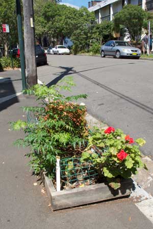 Verge-garden,-Chippendale-2 Attractive for sure, but still a trip hazard according to some councils.