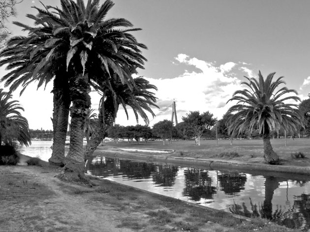 The palms amid the salt marsh on the bank of the creek.