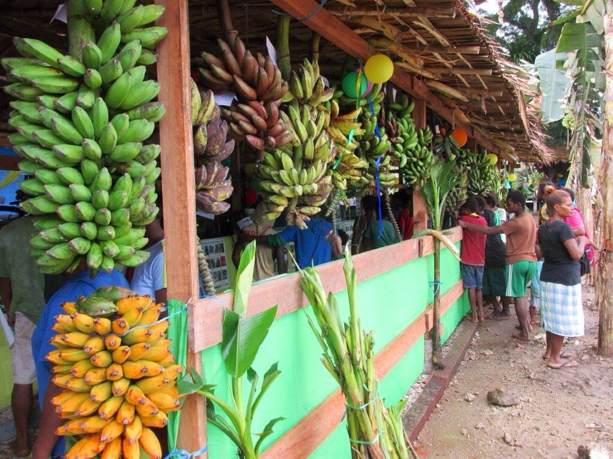 The Makira Banana  Festival  by Russ Grayson