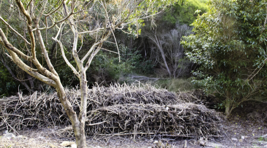 Ecological restoration: A familiar argument from across the Tasman