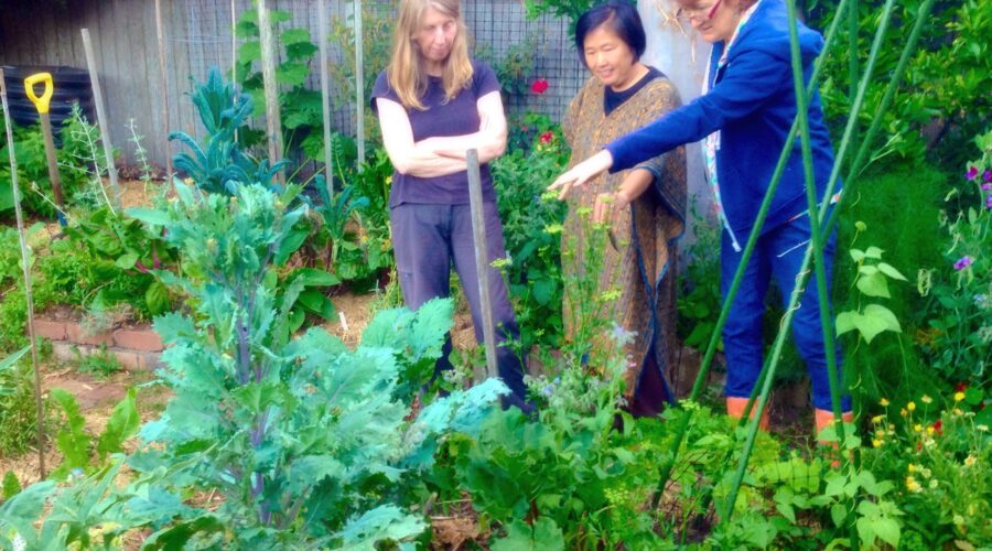 The community gardens network: one of the fair food movement’s early organisations
