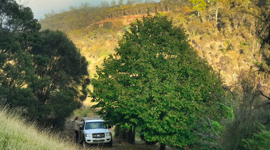 The camper in Tasmania