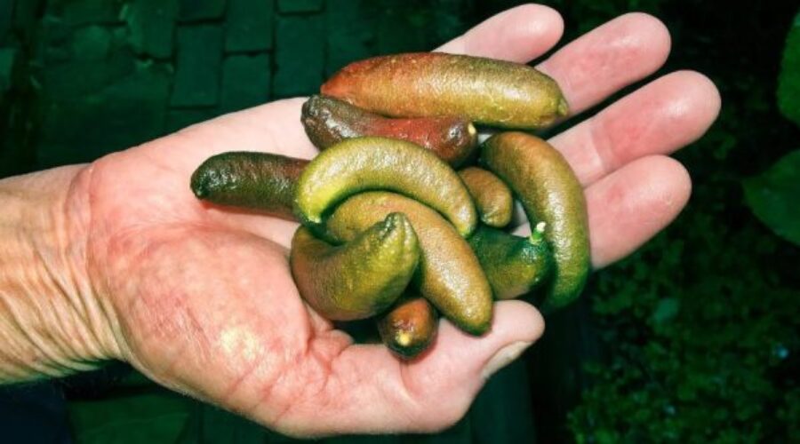 Finger lime