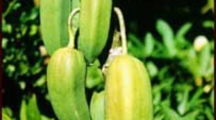 Babaco — bit like a pawpaw but not quite