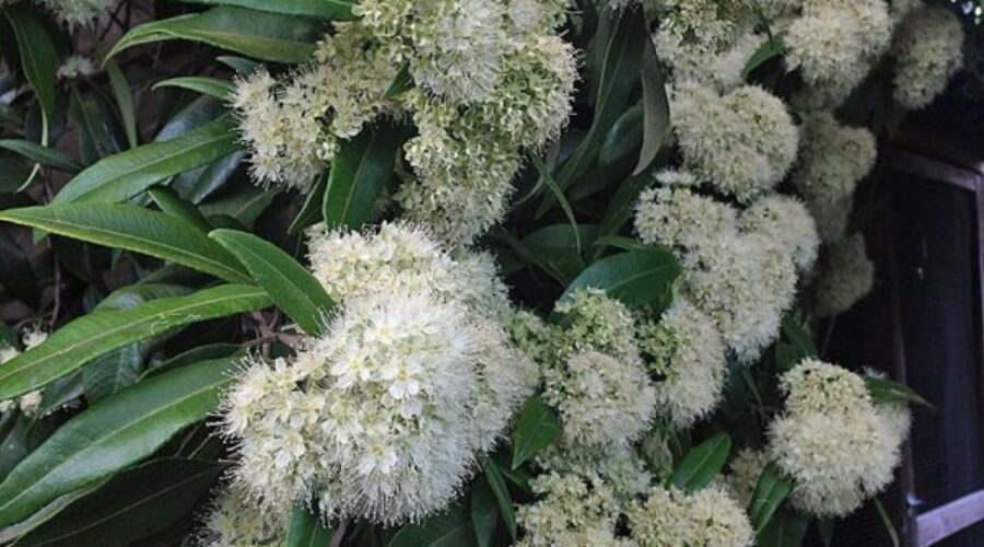 Lemon myrtle a tasty tree