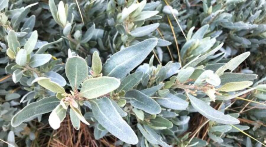 Tasty saltbush