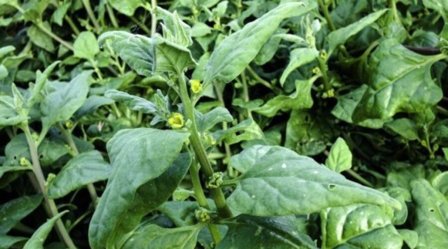 New Zealand spinach, Warragul greens