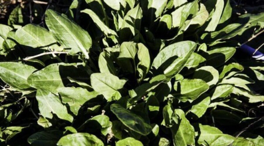French sorrel