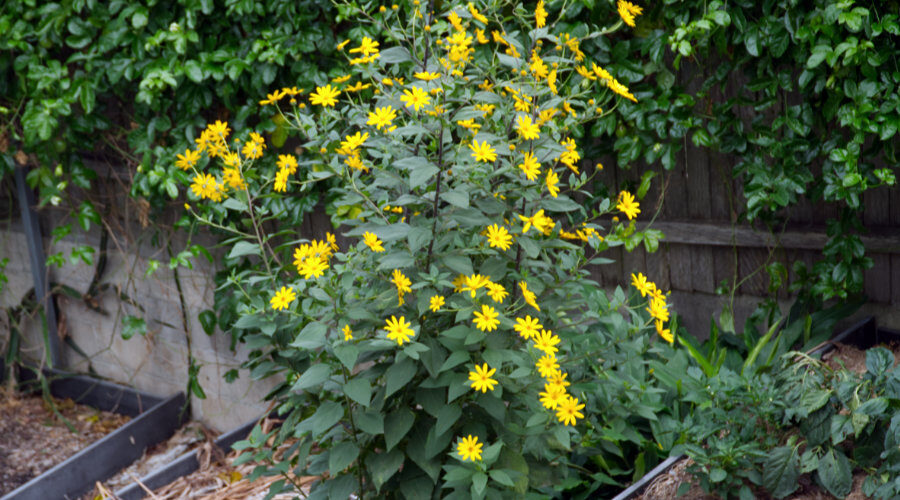 Jerusalem artichoke